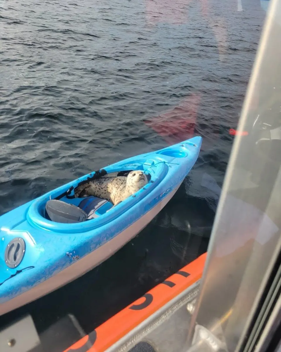 Seattle, Wash – A surprise occupant of a kayak. US Coast Guard photo by Station Seattle.